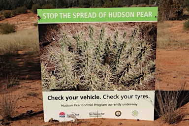 APII jpeg image of Cylindropuntia pallida  © contact APII