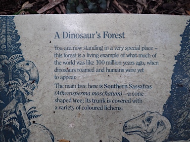 APII jpeg image of Atherosperma moschatum  © contact APII