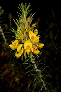 APII jpeg image of Phyllota phylicoides  © contact APII