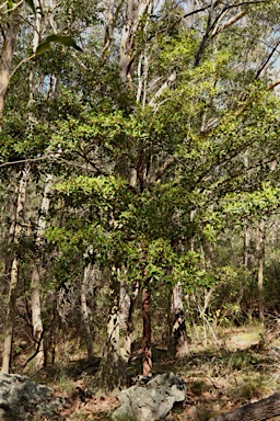 APII jpeg image of Myrsine variabilis  © contact APII