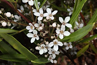 APII jpeg image of Zieria arborescens subsp. decurrens  © contact APII