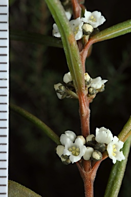 APII jpeg image of Logania granitica  © contact APII