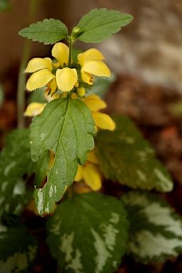 APII jpeg image of Lamium argentatum  © contact APII