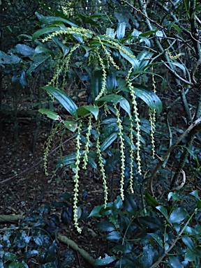 APII jpeg image of Ripogonum discolor  © contact APII