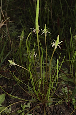 APII jpeg image of Myosurus australis  © contact APII