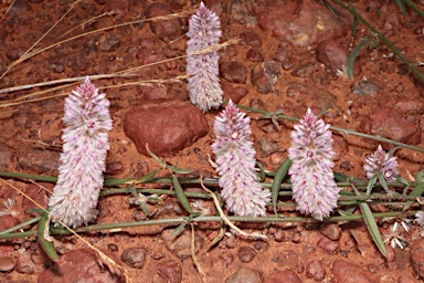 APII jpeg image of Ptilotus leucocoma  © contact APII