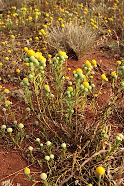 APII jpeg image of Calocephalus knappii  © contact APII