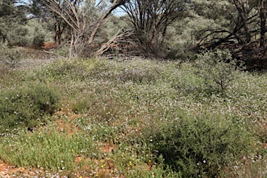 APII jpeg image of Trachymene cyanantha  © contact APII