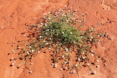 APII jpeg image of Trachymene cyanantha  © contact APII