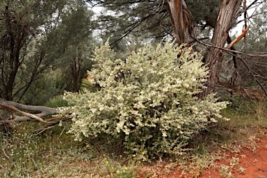 APII jpeg image of Prostanthera suborbicularis  © contact APII