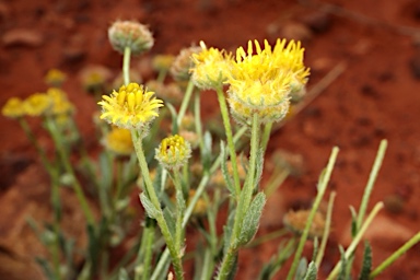 APII jpeg image of Calotis latiuscula  © contact APII