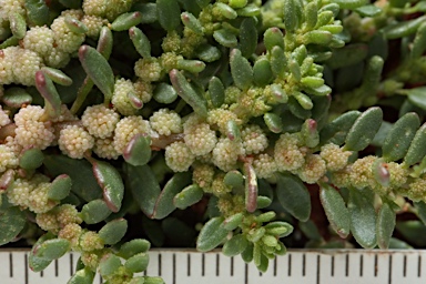 APII jpeg image of Disphyma littoralis  © contact APII