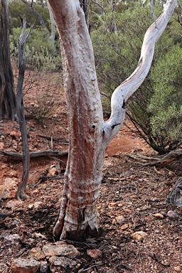 APII jpeg image of Eucalyptus thozetiana  © contact APII