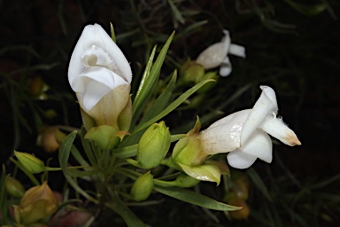 APII jpeg image of Eremophila linsmithii  © contact APII