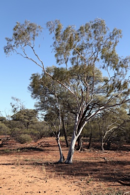 APII jpeg image of Eucalyptus thozetiana  © contact APII