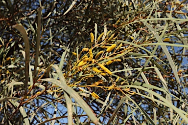 APII jpeg image of Acacia petraea  © contact APII