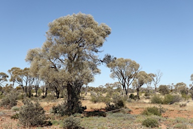APII jpeg image of Acacia tephrina  © contact APII