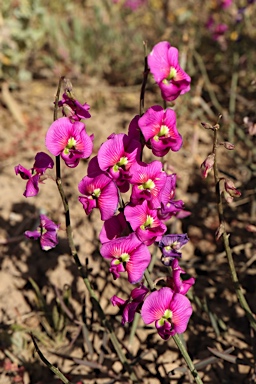 APII jpeg image of Swainsona campylantha  © contact APII