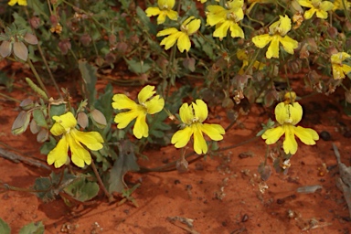 APII jpeg image of Velleia glabrata  © contact APII