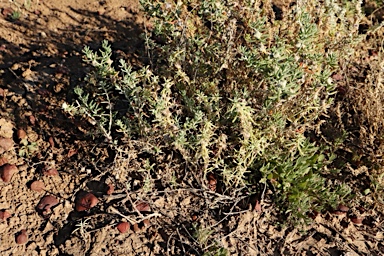 APII jpeg image of Dissocarpus biflorus var. cephalocarpus  © contact APII