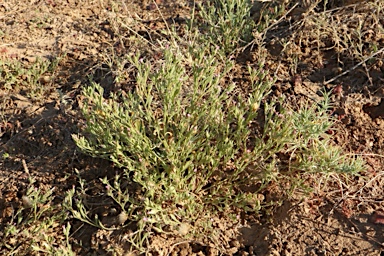 APII jpeg image of Streptoglossa adscendens  © contact APII