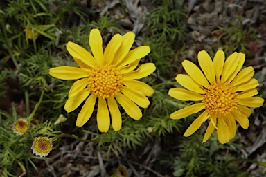 APII jpeg image of Thymophylla tenuiloba  © contact APII