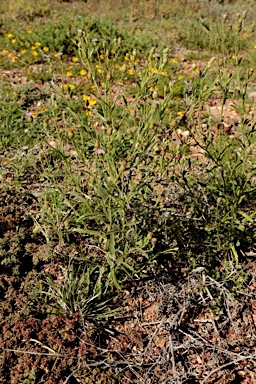 APII jpeg image of Vittadinia arida  © contact APII