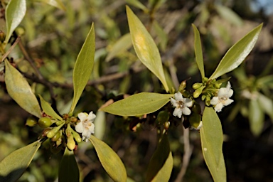 APII jpeg image of Myoporum montanum  © contact APII