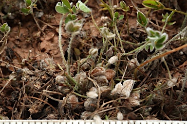 APII jpeg image of Marsilea costulifera  © contact APII