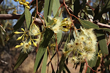 APII jpeg image of Eucalyptus ochrophloia  © contact APII
