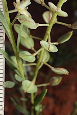 APII jpeg image of Lepidium phlebopetalum  © contact APII