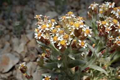 APII jpeg image of Rhodanthe microglossa  © contact APII