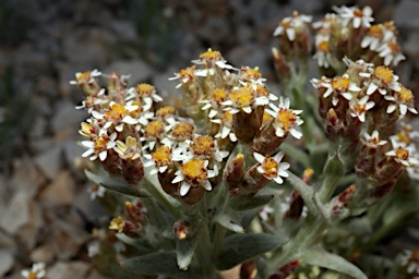 APII jpeg image of Rhodanthe microglossa  © contact APII