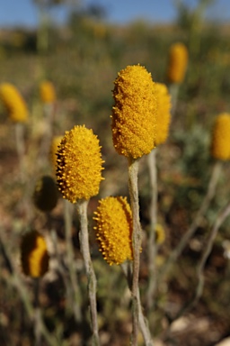 APII jpeg image of Pycnosorus melleus  © contact APII