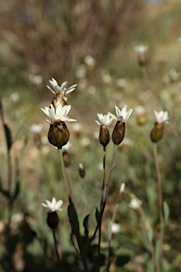 APII jpeg image of Rhodanthe stricta  © contact APII