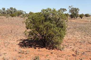 APII jpeg image of Eremophila duttonii  © contact APII