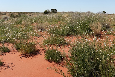 APII jpeg image of Trachymene cyanantha  © contact APII