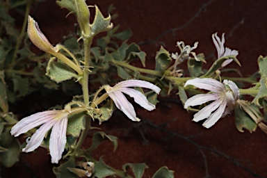 APII jpeg image of Scaevola parvibarbata  © contact APII
