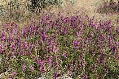 APII jpeg image of Swainsona affinis  © contact APII