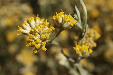 APII jpeg image of Rhodanthe moschata  © contact APII