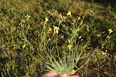 APII jpeg image of Goodenia fascicularis  © contact APII