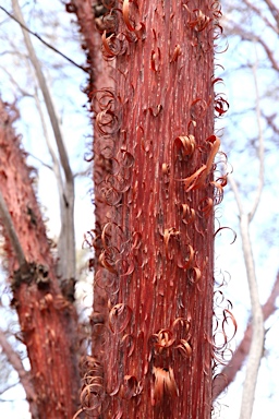 APII jpeg image of Acacia cyperophylla  © contact APII