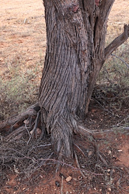 APII jpeg image of Acacia cyperophylla  © contact APII