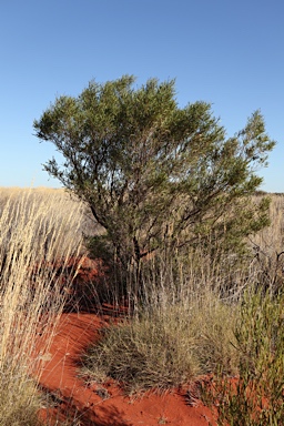 APII jpeg image of Dodonaea viscosa subsp. angusissima  © contact APII