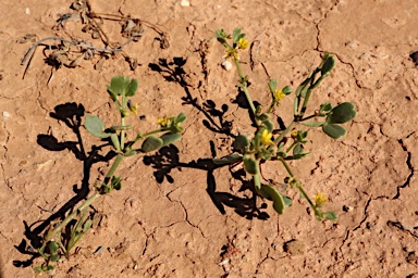 APII jpeg image of Roepera iodocarpa  © contact APII