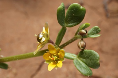 APII jpeg image of Roepera iodocarpa  © contact APII