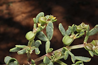 APII jpeg image of Roepera iodocarpa  © contact APII