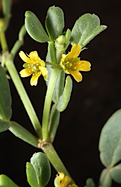 APII jpeg image of Roepera iodocarpa  © contact APII