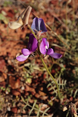 APII jpeg image of Swainsona phacoides  © contact APII