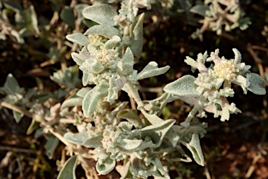APII jpeg image of Atriplex limbata  © contact APII